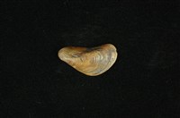 藏品(河殼菜蛤(沼蛤))的圖片